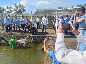 PANEN IKAN TEKNIK SIBUDIKUCIR BERSAMA Asek I-II SLEMAN